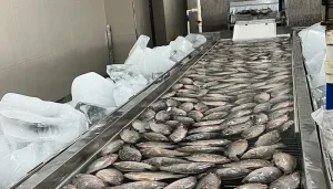 vidragem_peixe